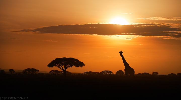 Amboseli_landscape_fin48